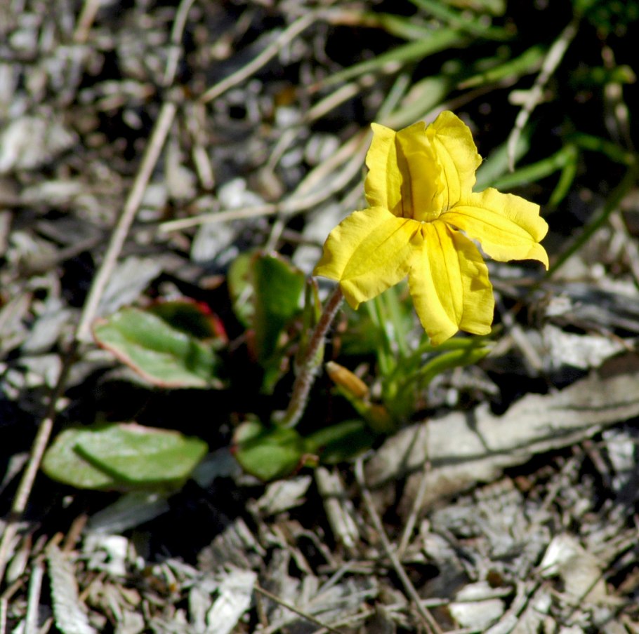 Thomasia petalocalyx