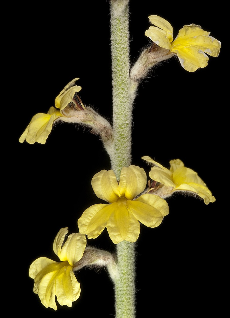 Погостемон ятубинус