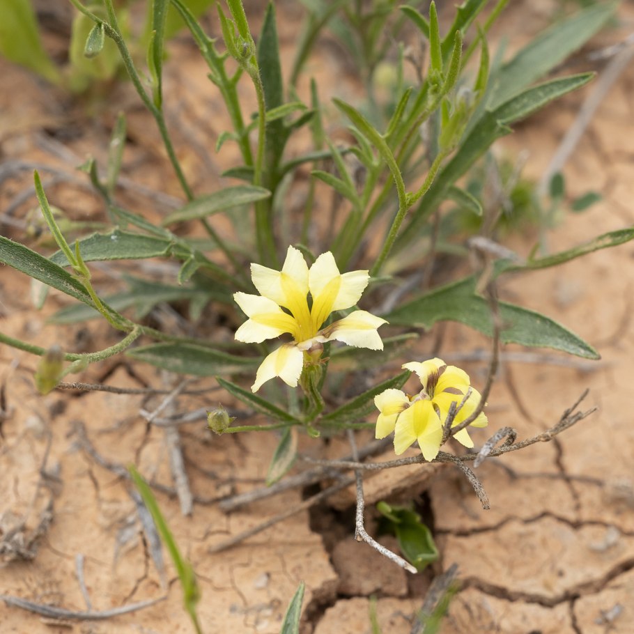 Наупака цветок