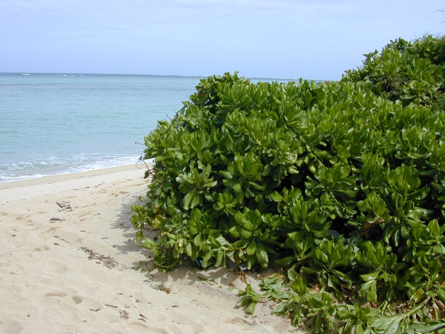 Бигуди BABYLISS Pro babts6gse