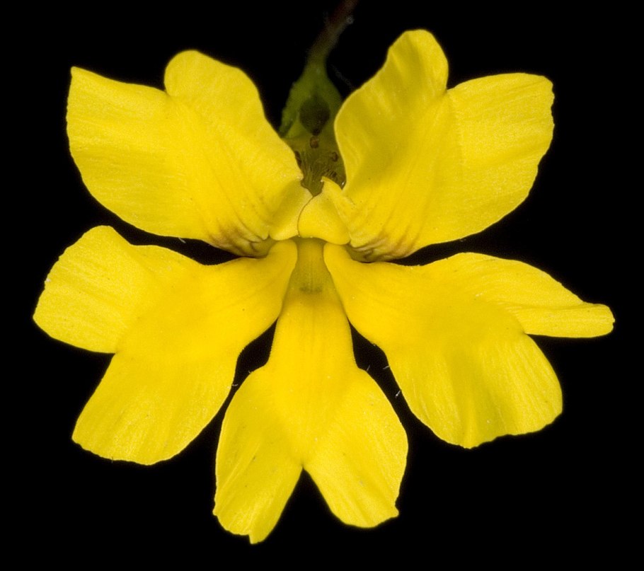 Goodenia ramossisima