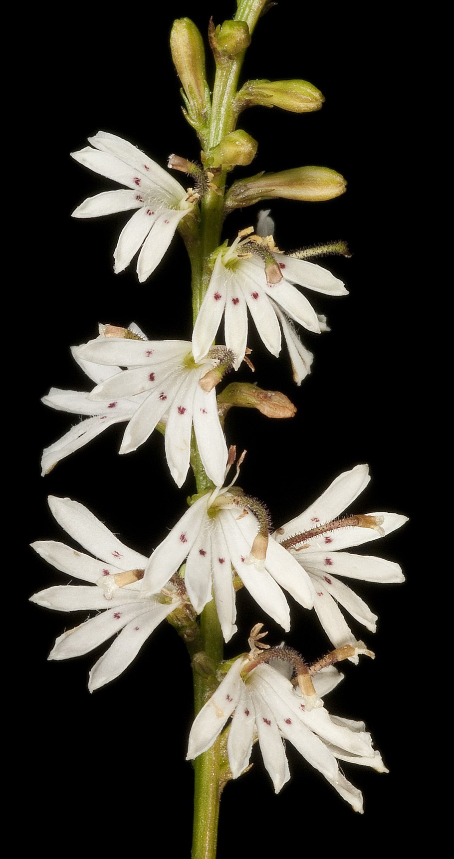 Scaevola sericea