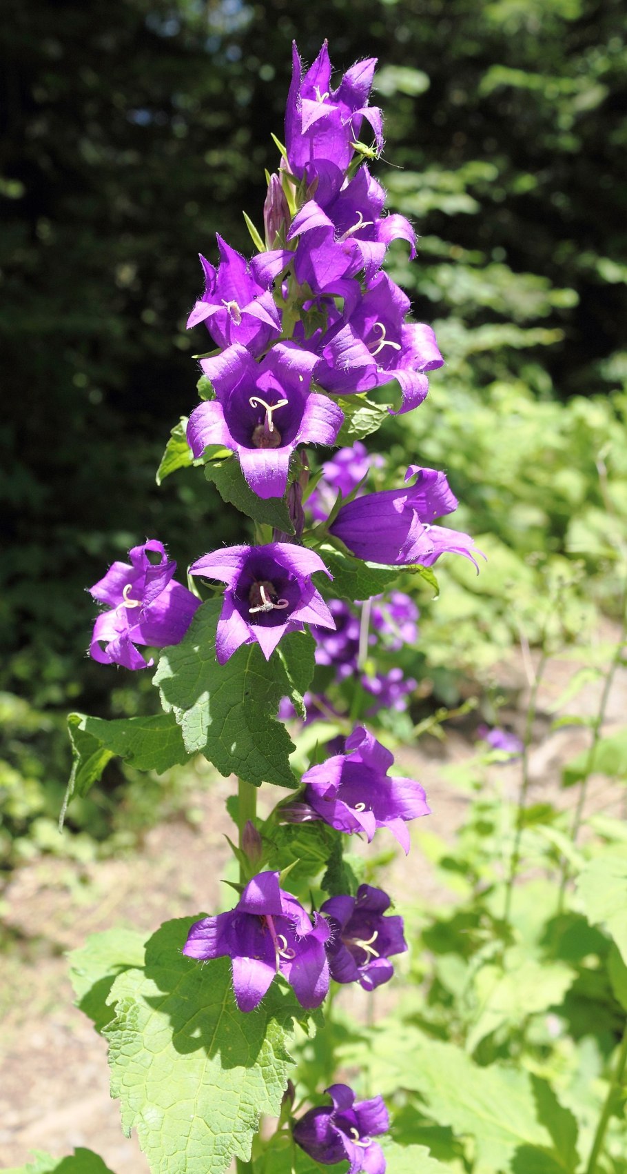 Колокольчик широколистный (Campanula latifolia)
