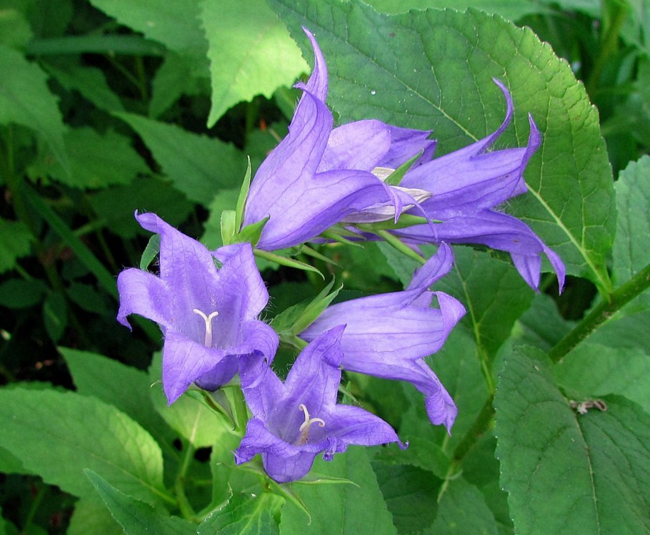 Колокольчик крапиволистный (лат. Campanula trachelium)