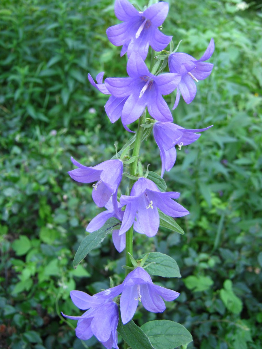 Campanula trachelium формула