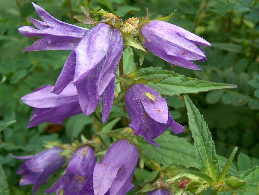 Колокольчик крапиволистный Campanula trachelium