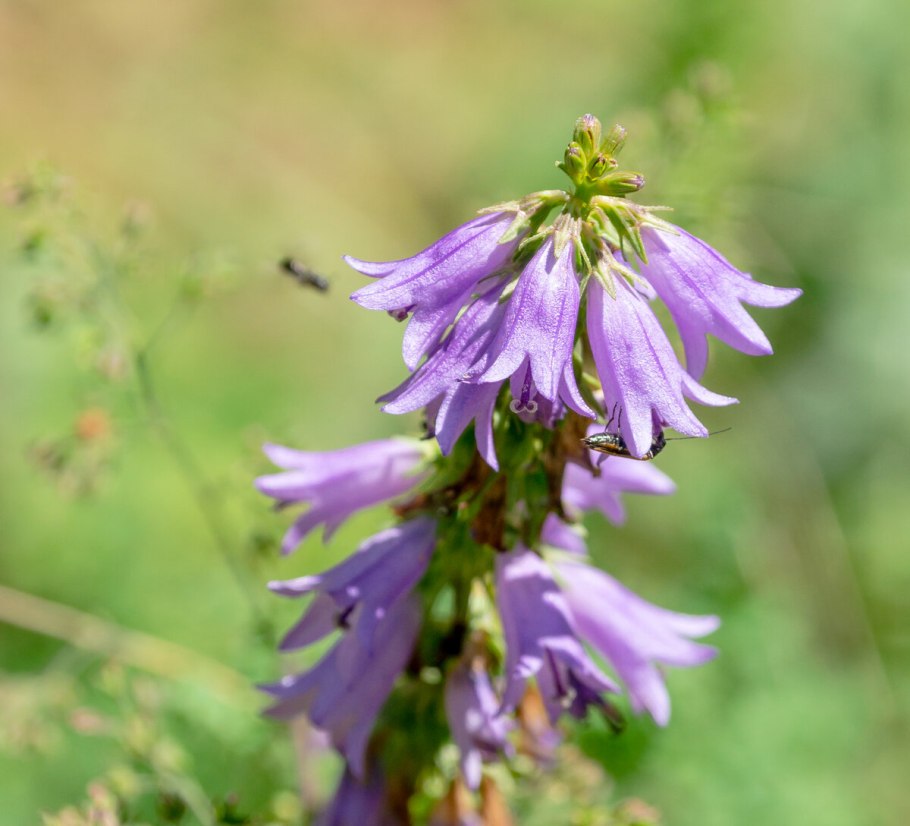 Campanula trachelium