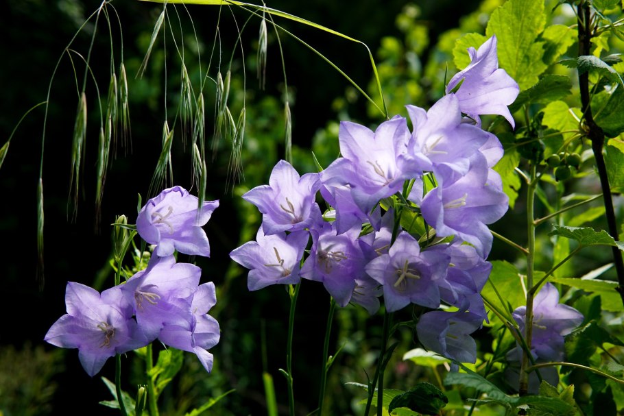 Campanula latifolia l. колокольчик широколистный