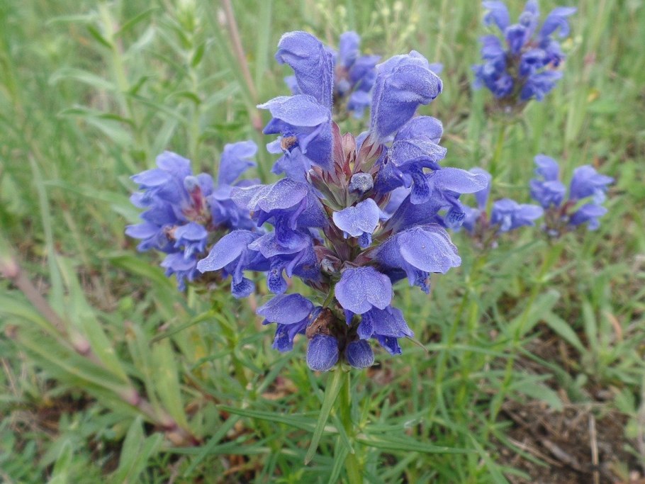 Змееголовник Рюйша (Dracocephalum ruyschiana)