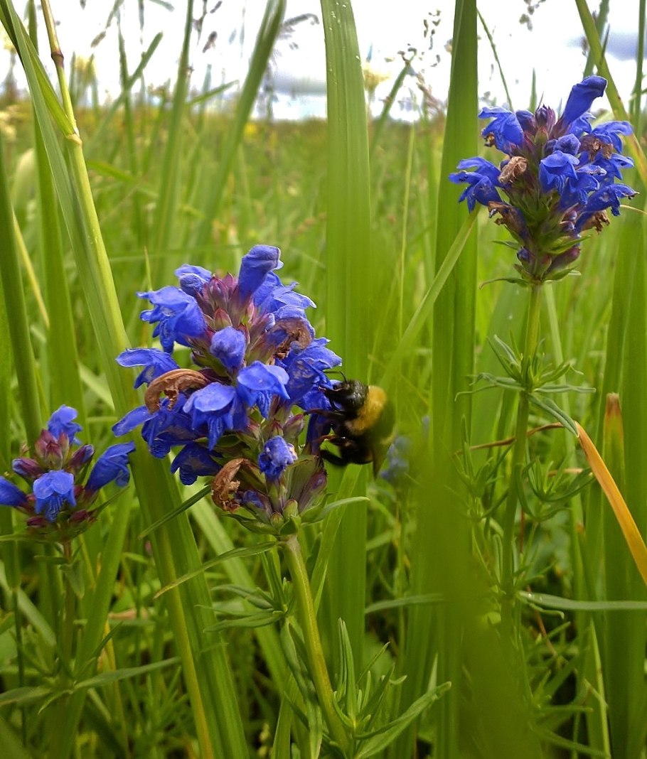 Змееголовник Рюйша (Dracocephalum ruyschiana)