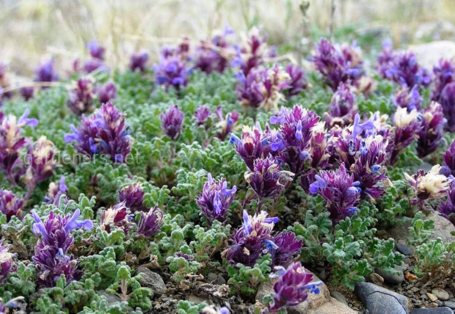 Dracocephalum moldavicum