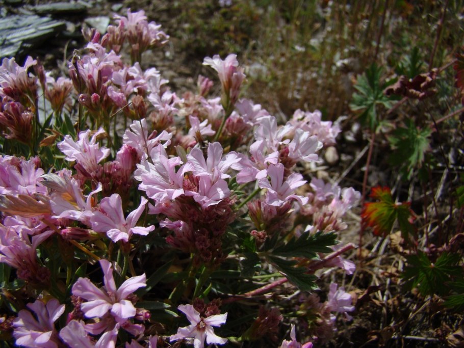 Гониолимон злаколистный