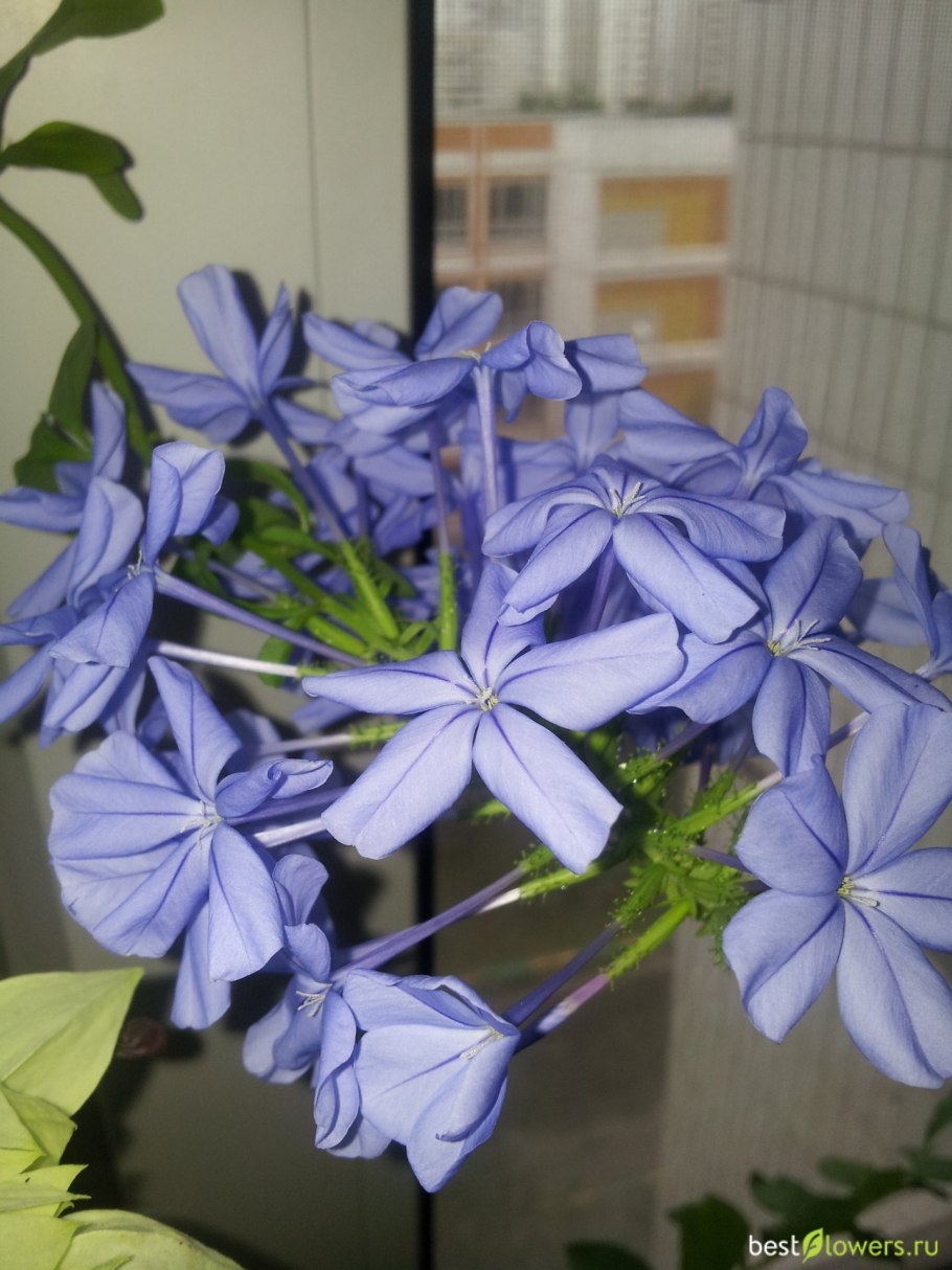 Степной бессмертник кермек