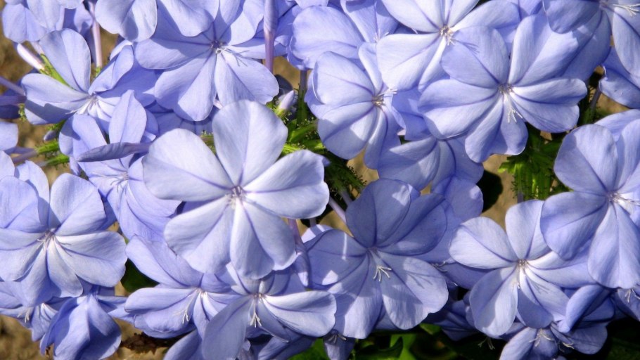 Гонкения раскидистая