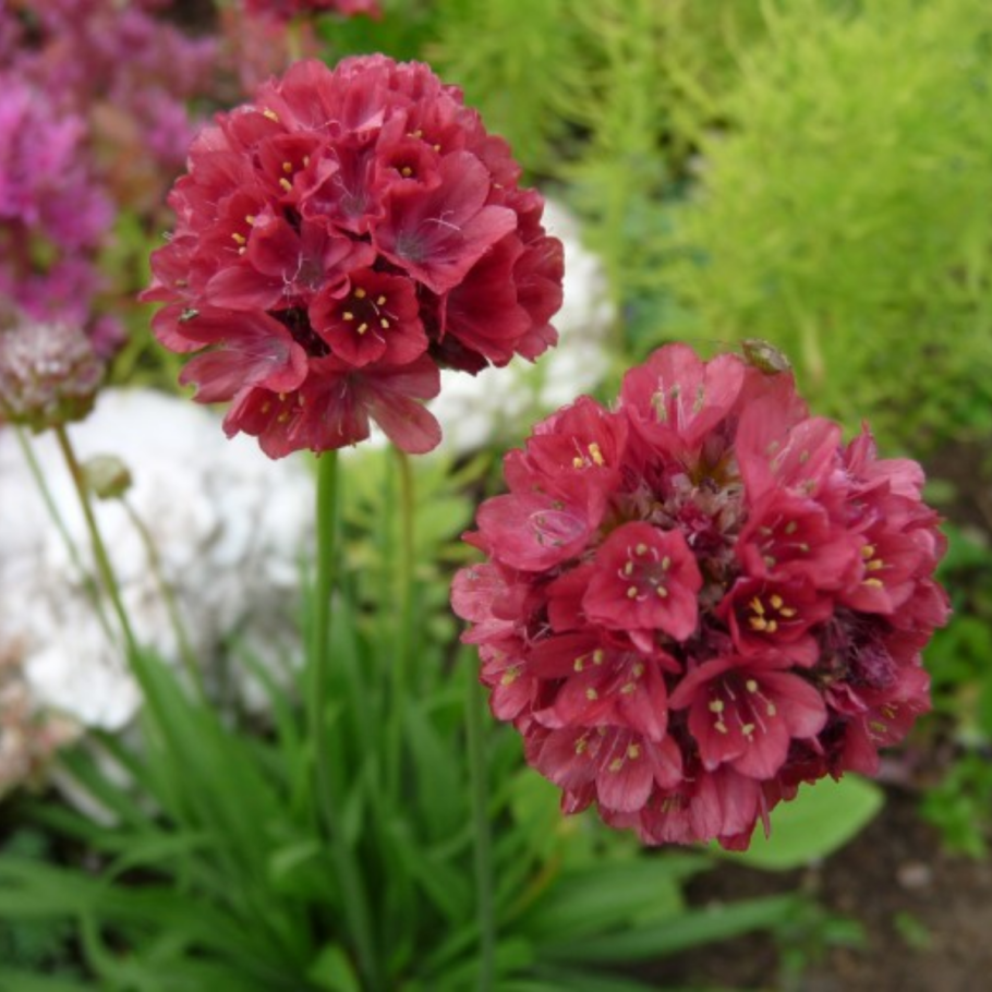 Армерия низкорослая