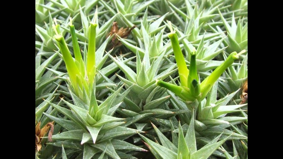 Армерия Горная Плантариум