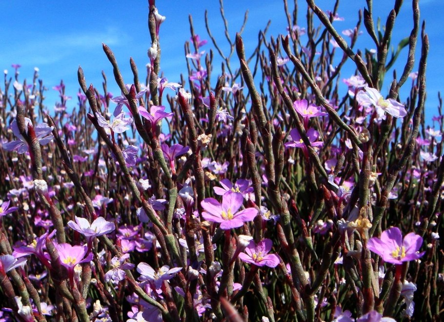 Limoniastrum monopetalum