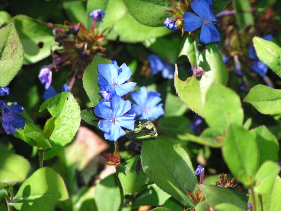 Ceratostigma plumbaginoides