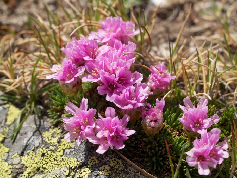 Плюмбаго свинчатка голубая