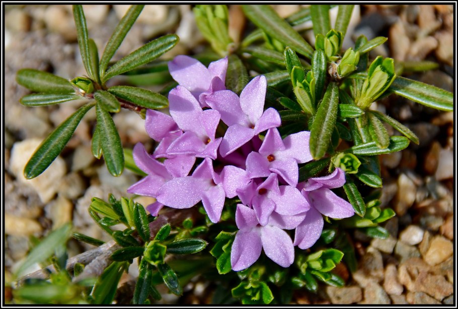 Цератостигма свинчатковая