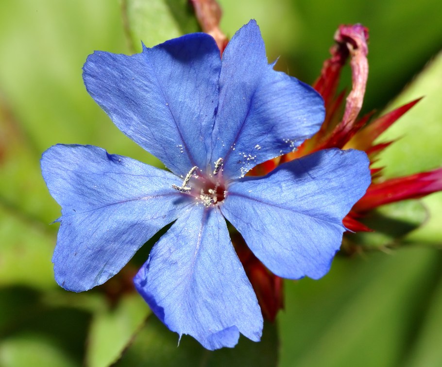 Ceratostigma plumbaginoides