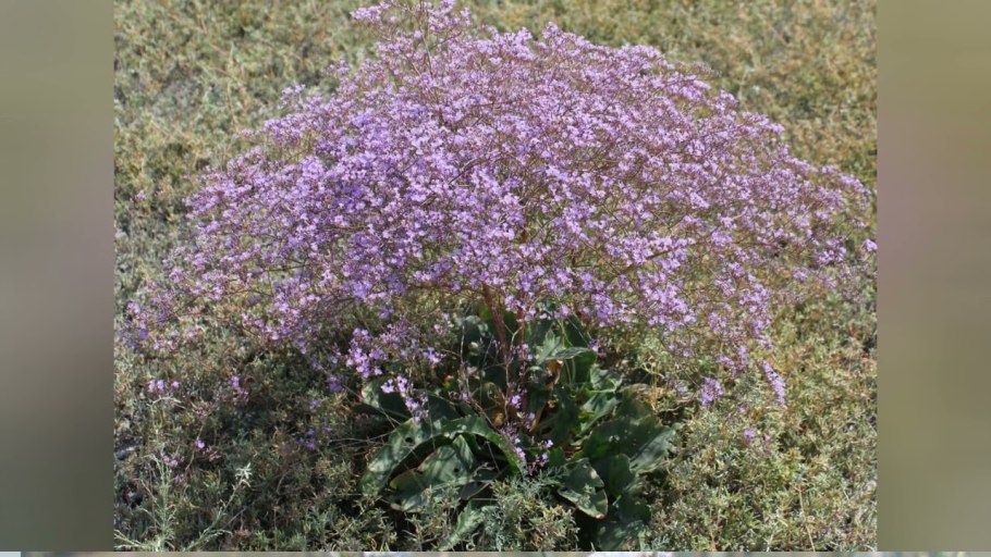 Гониолимон татарский