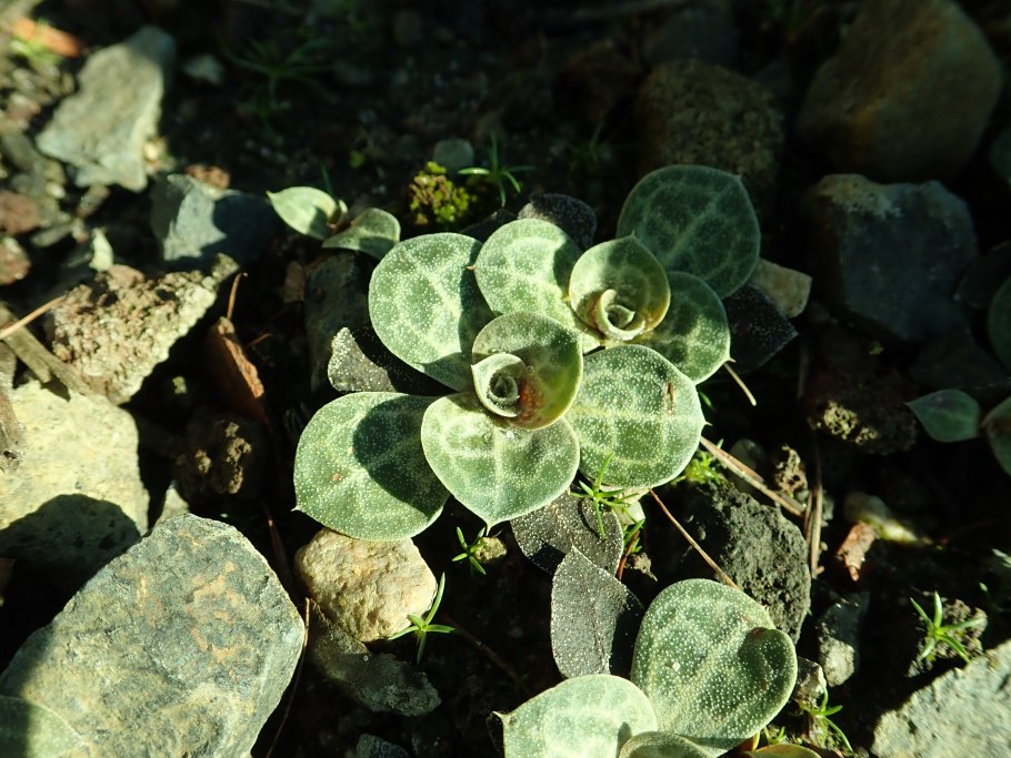 Средиземноморская Флора растения и цветы