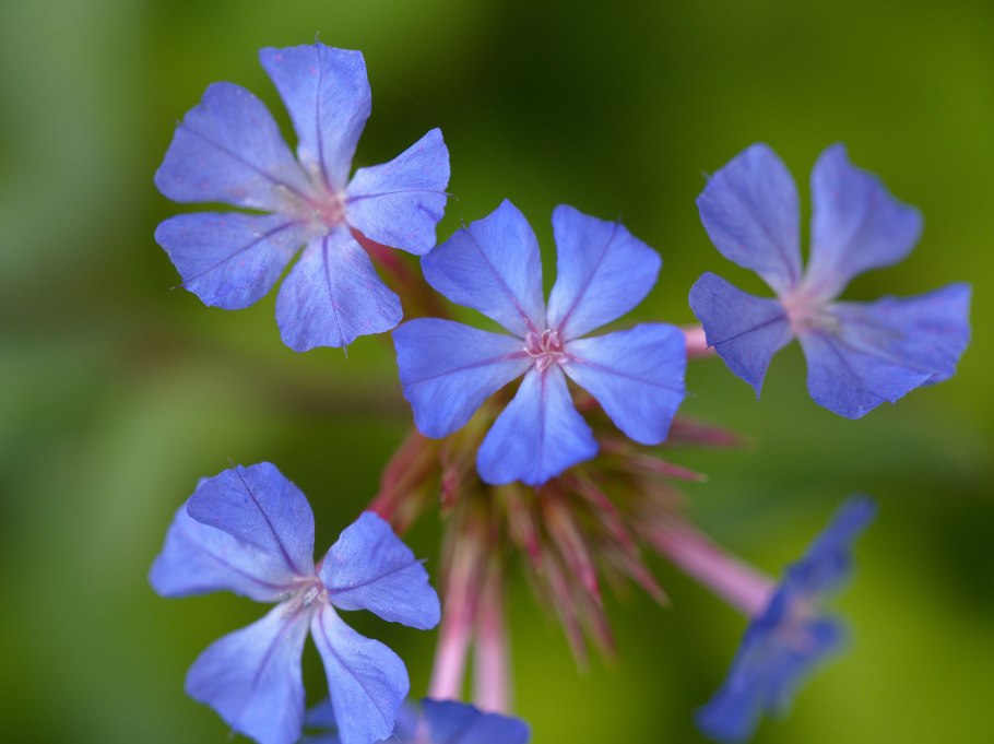 Гониолимон высокий