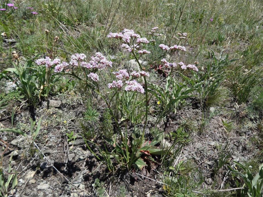 Goniolimon speciosum