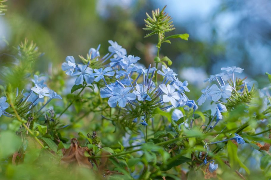 Плюмбаго цветок