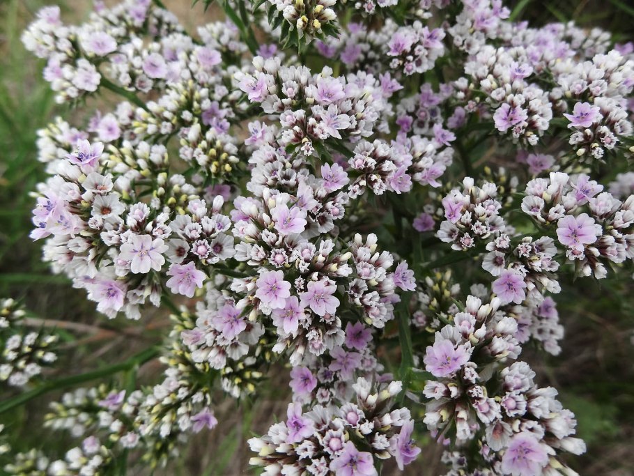 Гониолимон бессера