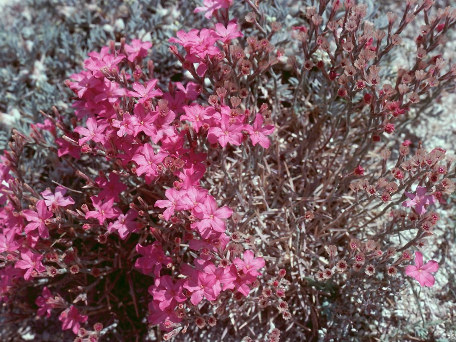 Бургавия свинчатковая