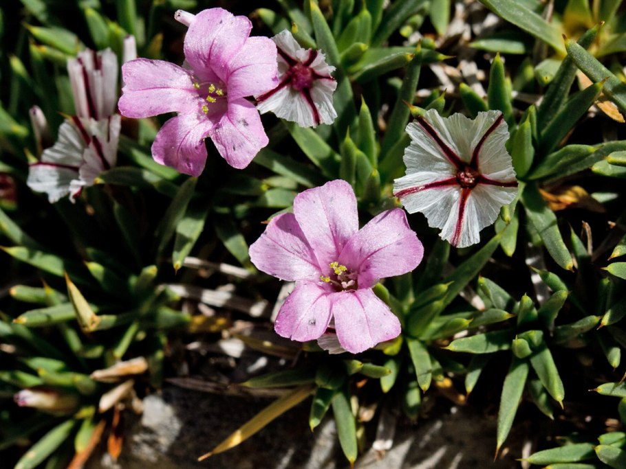 Плюмбаго свинчатка