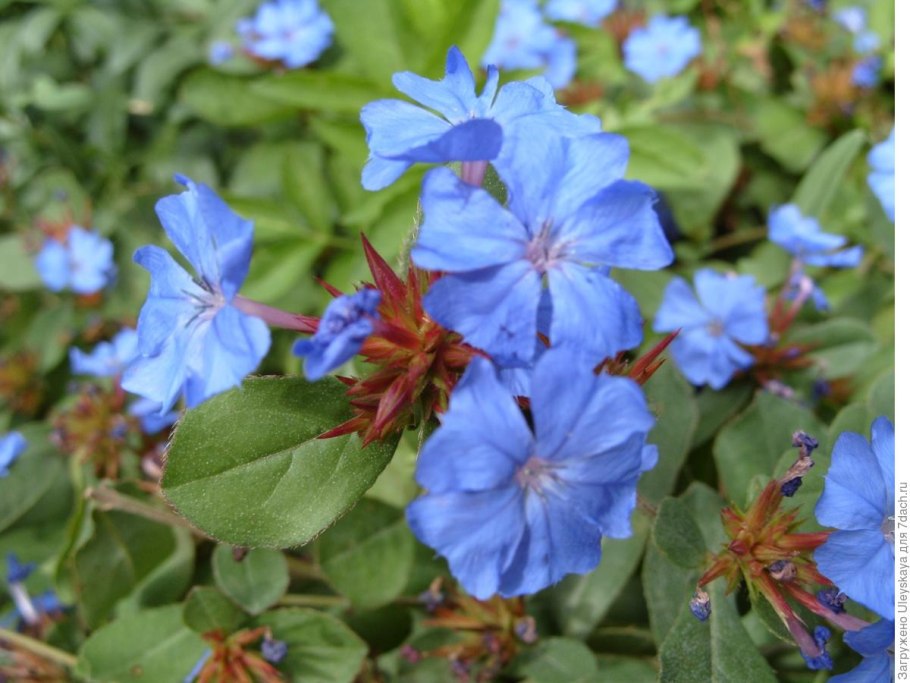 Акантолимон Гогенакера