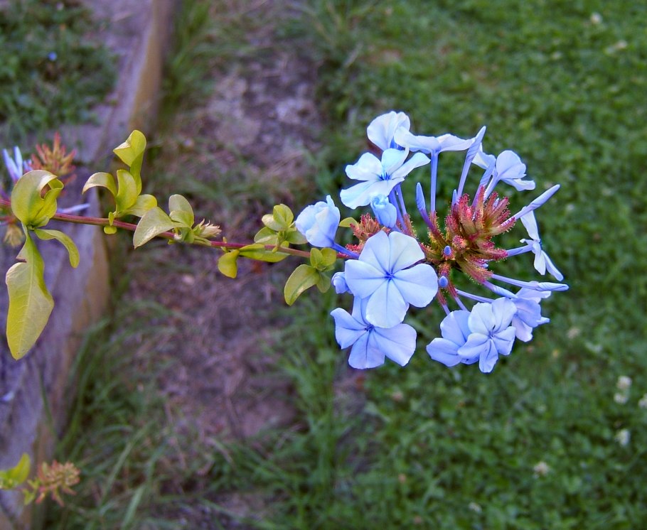 Свинчатка хищник