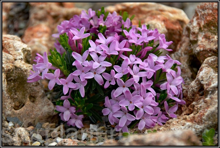 Акантолимон Шемахинский