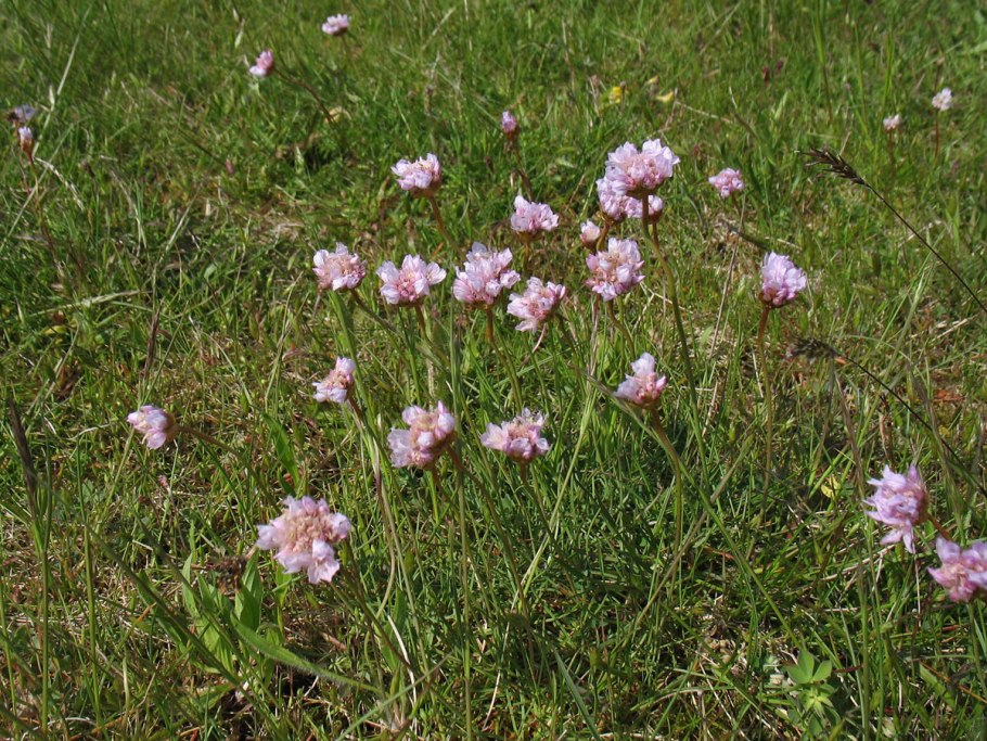 Armeria maritima