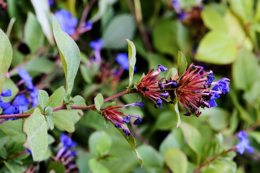 Цератостигма уилмотта