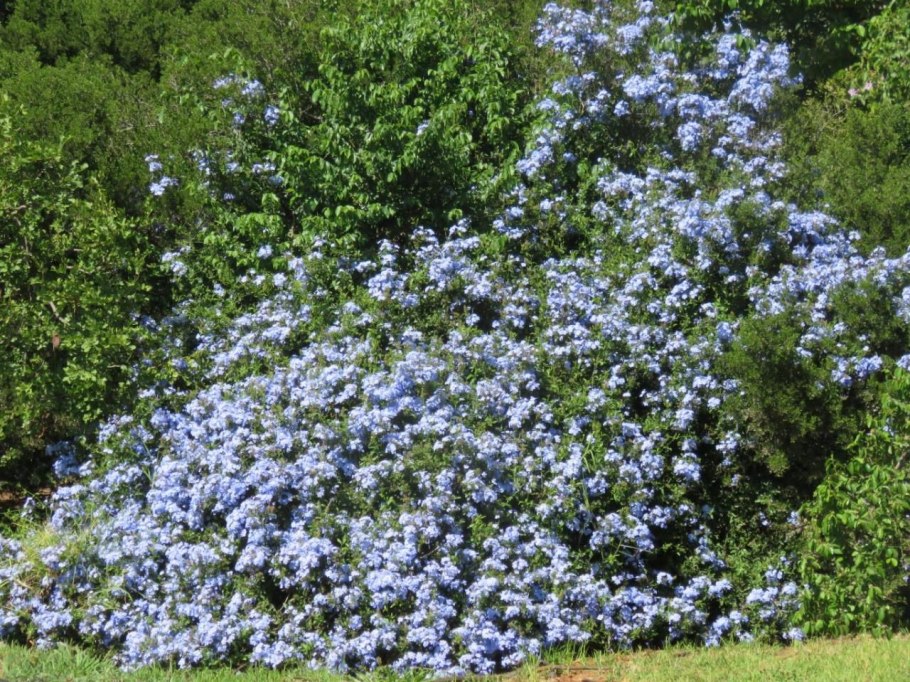 Plumbago auriculata