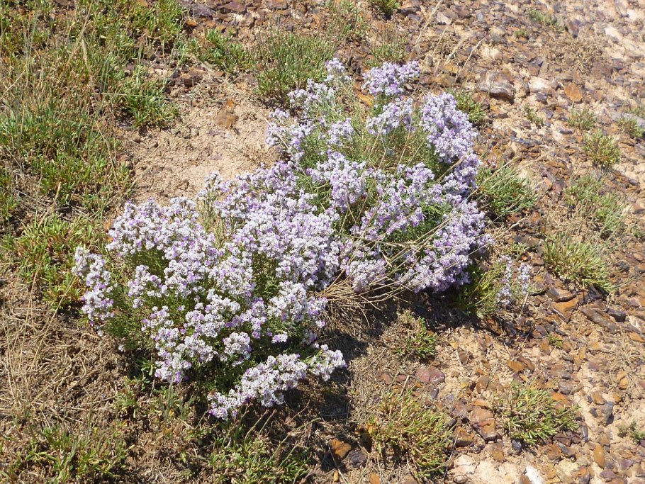 Углостебельник Крымский