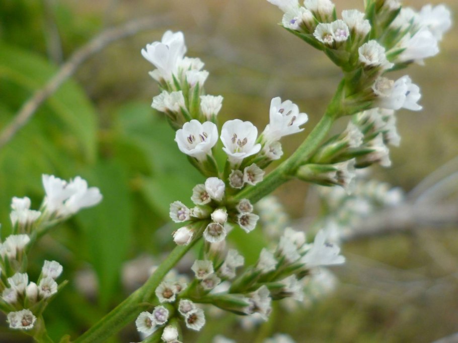 Углостебельник татарский