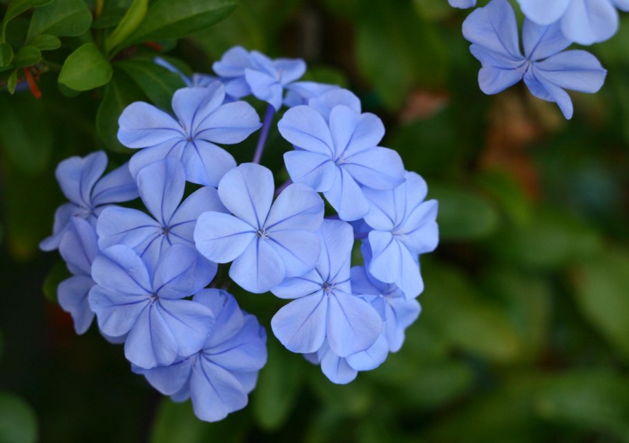 Плюмбаго свинчатка