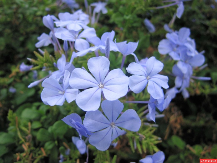 Плюмбаго Капская