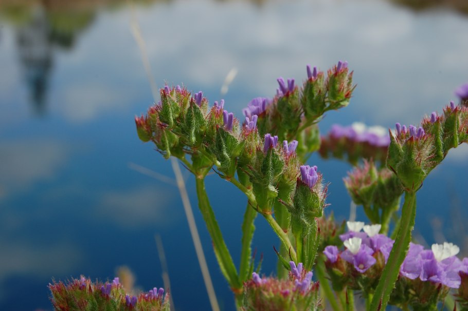 Армерия "varretu"