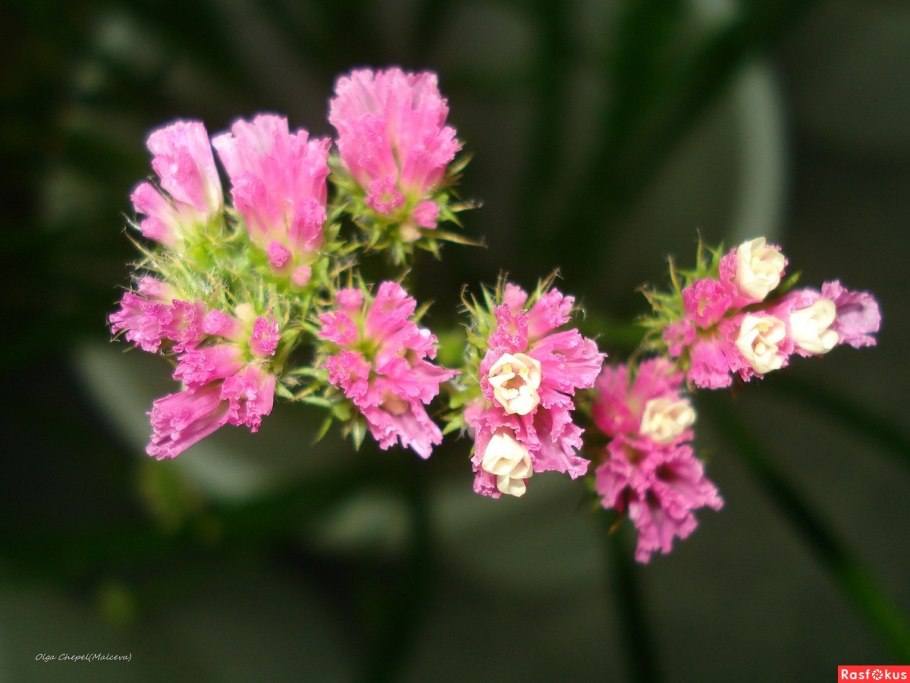 Goniolimon speciosum
