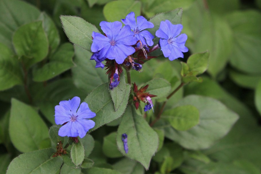 Ceratostigma plumbaginoides