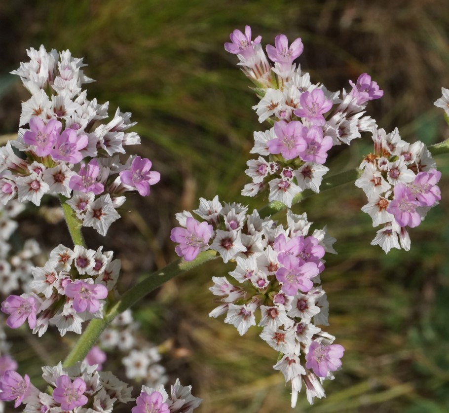 Goniolimon speciosum