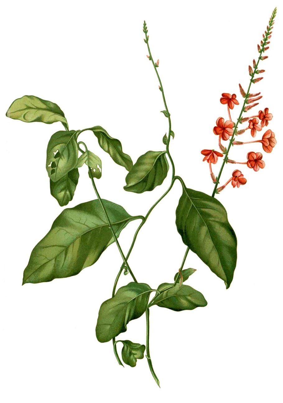 Свинчатка голубая