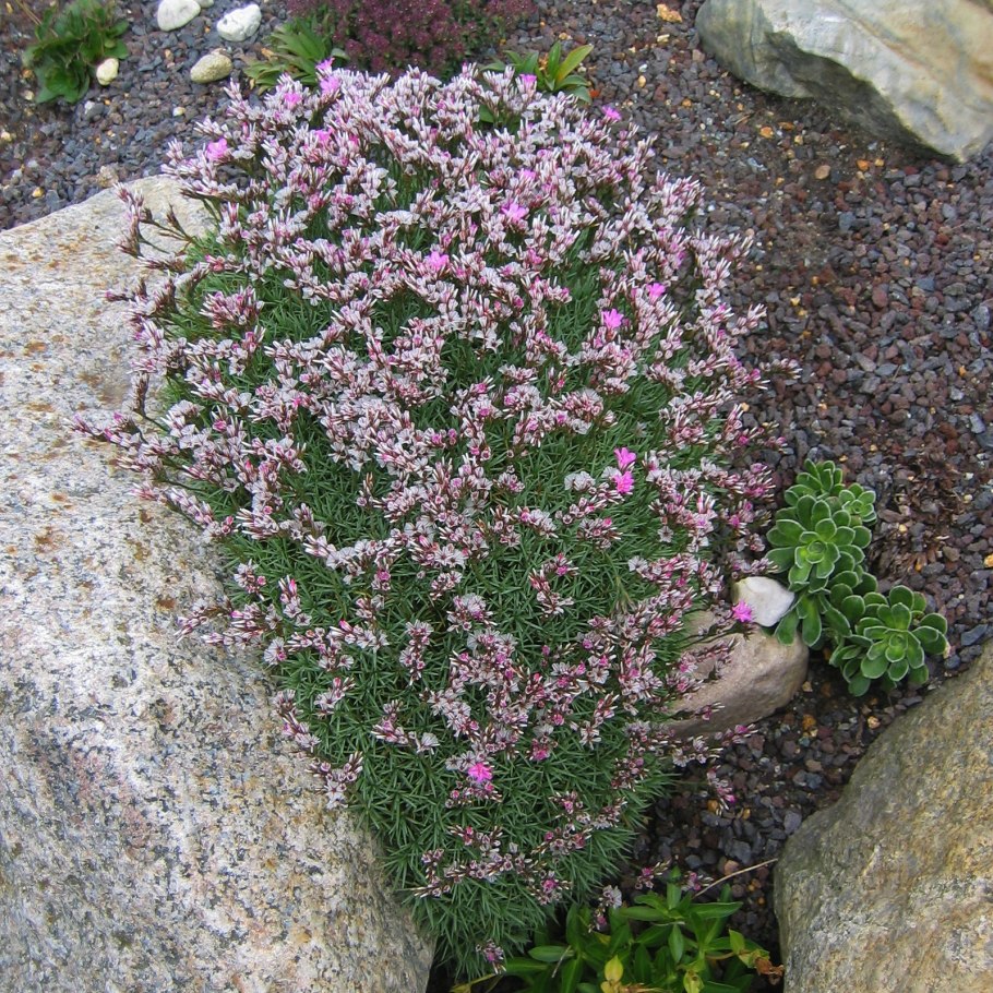 ДИКТИОЛИМОН купить