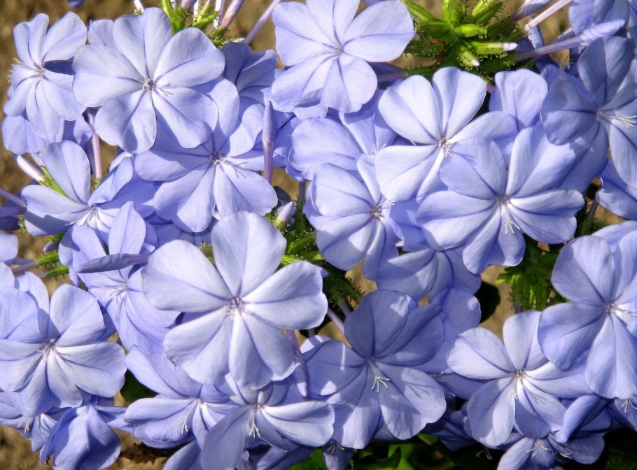 Плюмбаго свинчатка голубая